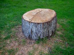 Best Arborist Consultation Services  in Garberville, CA
