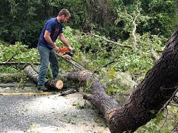 Best Lawn Maintenance Plans  in Garberville, CA