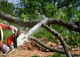 Best Lawn Renovation and Restoration  in Garberville, CA