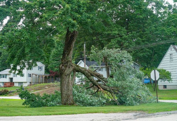 Best Tree and Shrub Care  in Garberville, CA