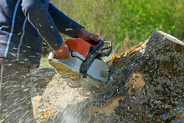 Best Lawn Mowing  in Garberville, CA