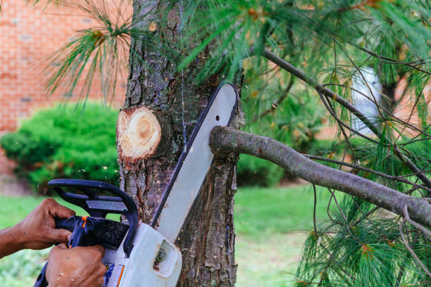 Professional Tree Removal in Garberville, CA